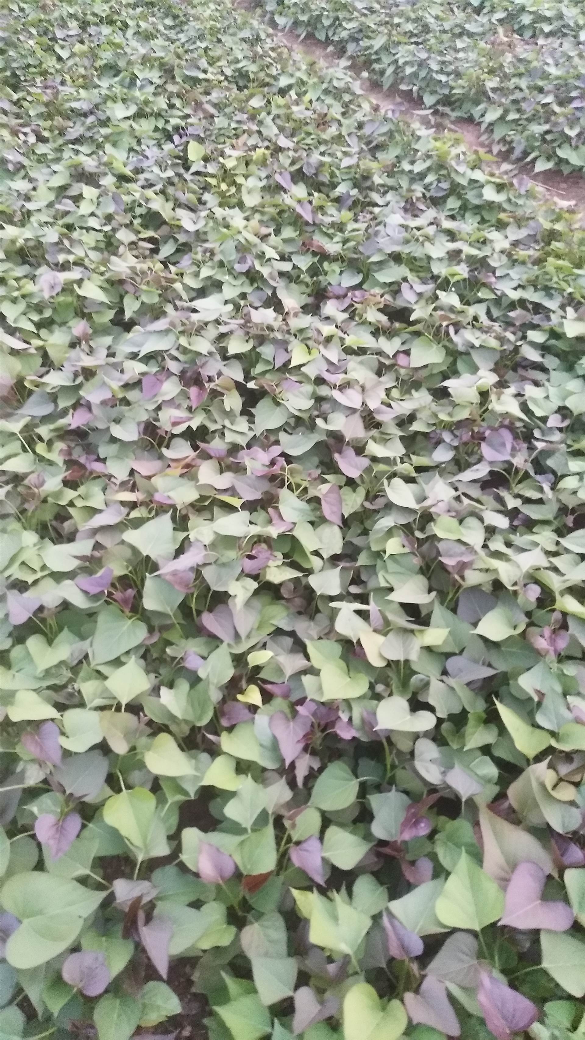 供应河南红薯苗哈密