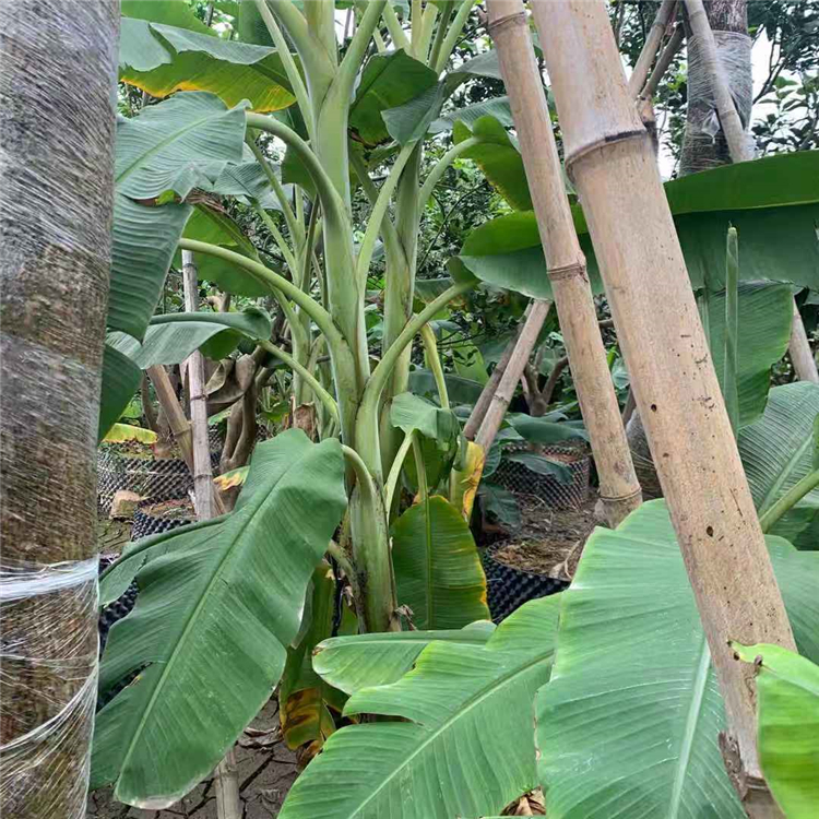 香蕉樹價格 芭蕉樹種植基地 批發芭蕉樹袋苗 觀賞芭蕉樹報價