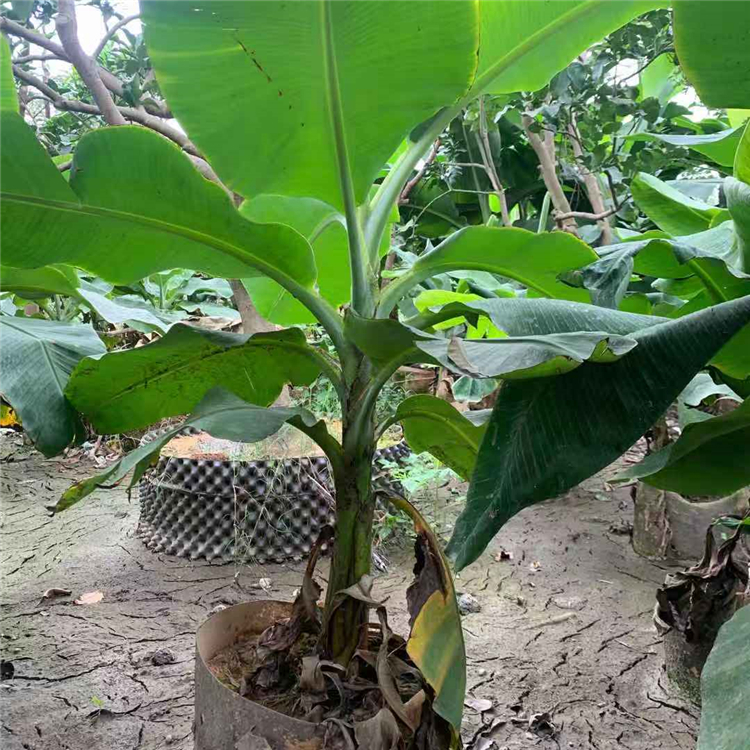 香蕉樹價格 芭蕉樹種植基地 批發芭蕉樹袋苗 觀賞芭蕉樹報價