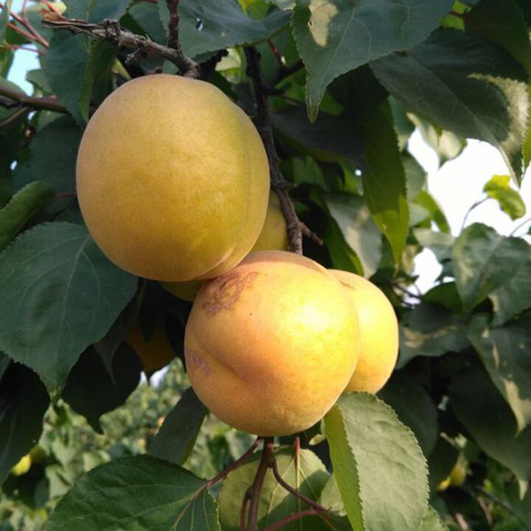 山杏树苗1米高以上凯特杏子树苗嫁接杏树苗