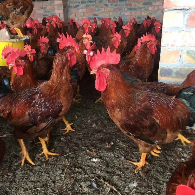 延安九斤黄鸡苗陕西九斤红鸡苗批发榆林九斤红玉鸡苗价格