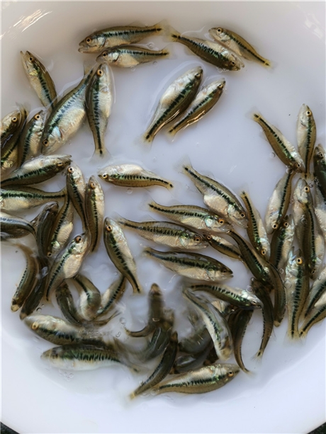 淡水石斑魚苗價格 寶石魚苗水花 龍膽石斑魚苗養殖