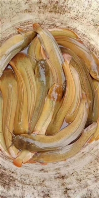 本地塘鲺鱼苗场出售 埃及塘角鱼苗基地 稻田养殖塘虱鱼苗