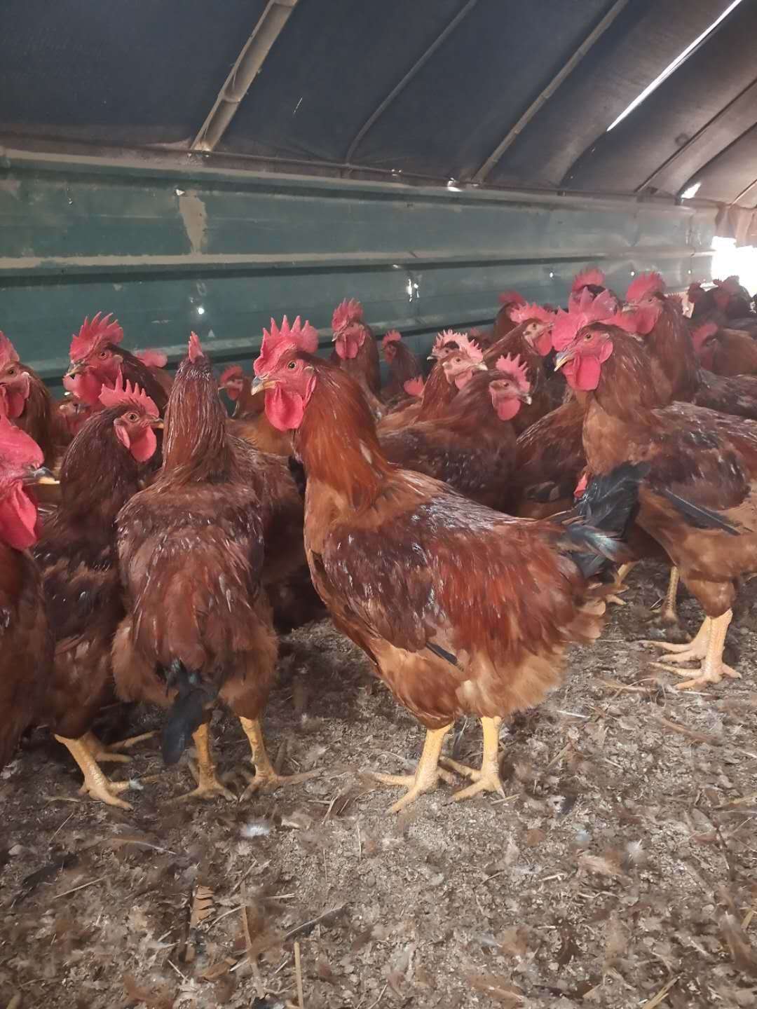红公鸡苗-红公鸡苗价格/厂家/批发-济宁市兖州区九斤红鸡苗孵化场