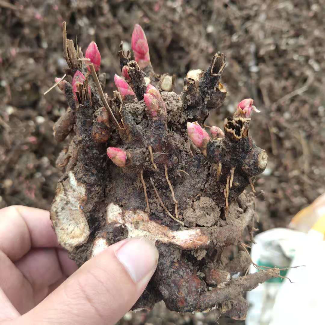 亳州畅农种苗芍药芽头批发商联系方式