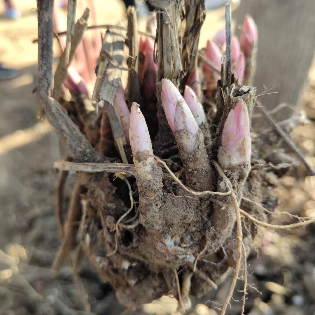 白芍树图片