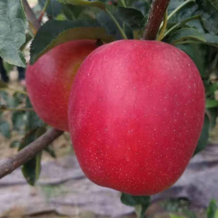 新品咱华硕苹果苗 望香红苹果苗特点 果之语 品种简介