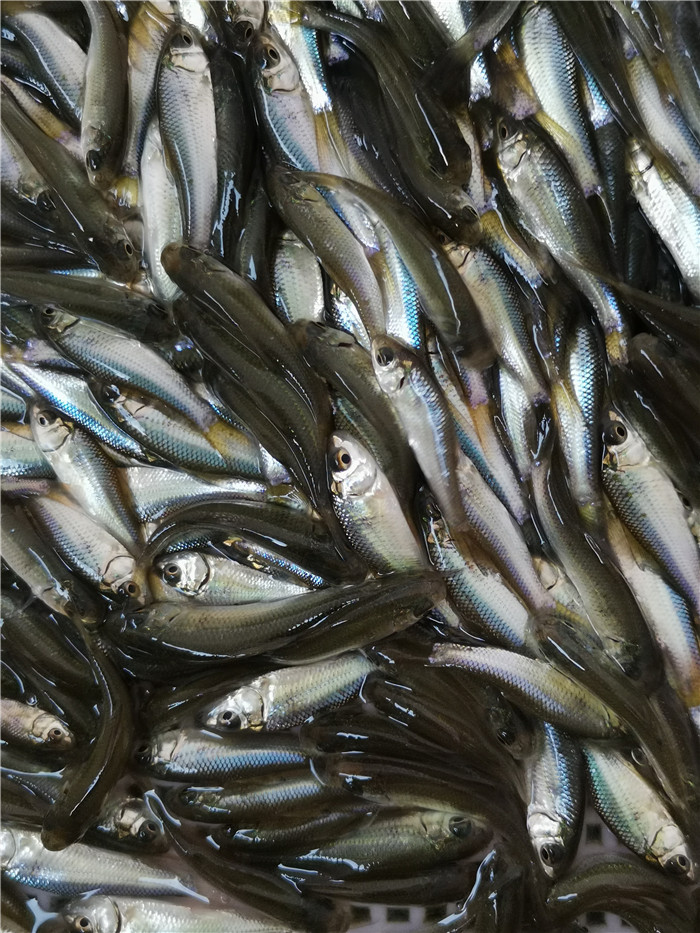 土鲮鱼苗价格秋季放生鲮鱼苗供应