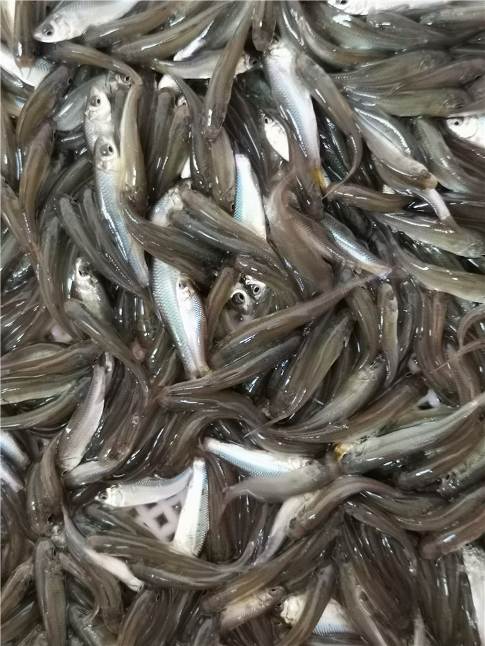 放生土鲮鱼苗低价出售鲮鱼苗种麦鲮鱼苗