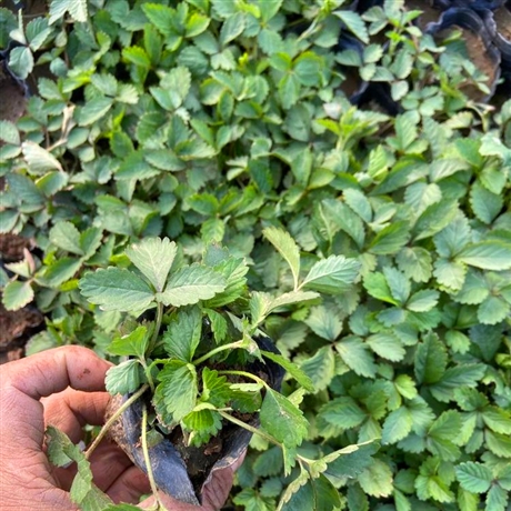 蛇莓苗报价 陕西精品蛇莓盆栽苗 基地种植 量大优惠