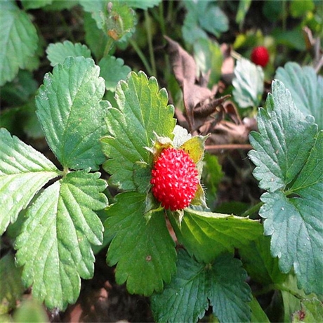 大量供应蛇莓苗 四川营养钵蛇莓苗 观叶植物规格齐全基地