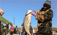 东北胖头鱼供应商，吉林冬捕胖头鱼批发，胖头鱼产地价格