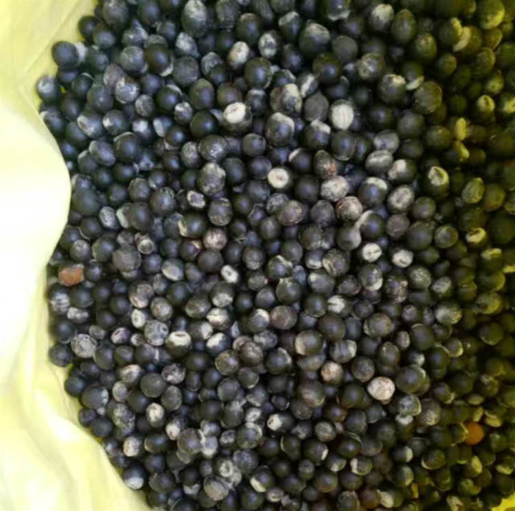 调价汇总无患子种子昊天园林无患子种子价格便宜