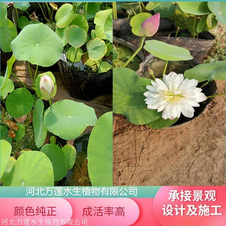 求购荷花苗-荷花苗批发价-精品荷花价格