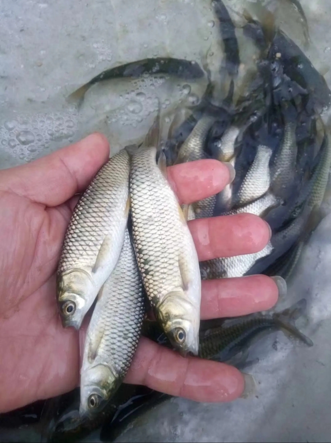 草魚養殖 懷化供應好品種鯇魚苗 基地提供技術 包銷路