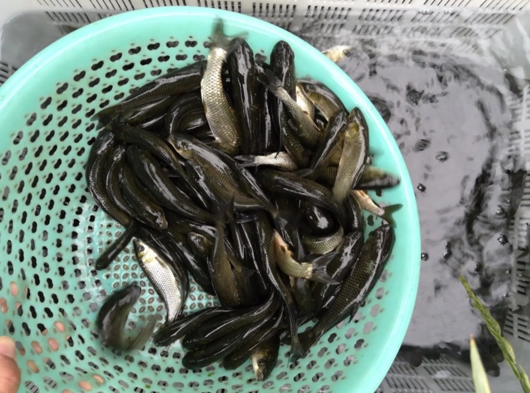 草鱼养殖基地 宜春出售杂交草鱼苗 健康杂交鲩鱼苗