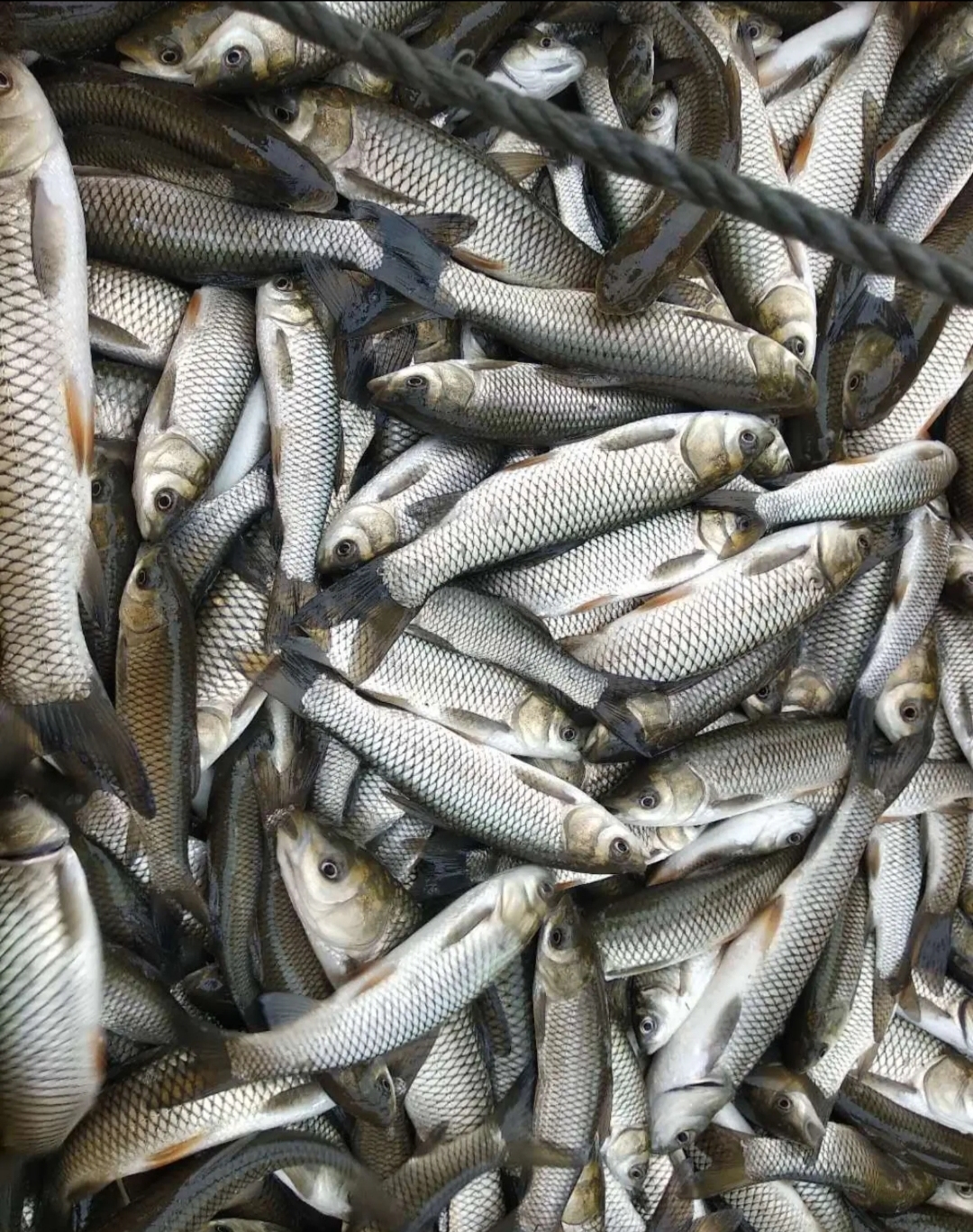 首頁 養殖 淡水魚類 草魚 草魚苗規格 浙江草魚苗批發 台州苗場直淡水