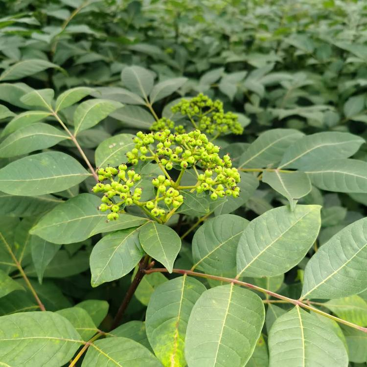 吴茱萸苗 佳沃农业实力强大 吴茱萸苗 生产商家