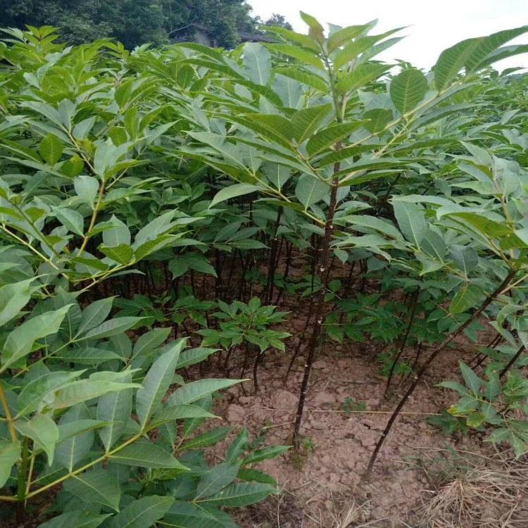 吴茱萸苗 佳沃农业实力强大 吴茱萸苗 生产商家