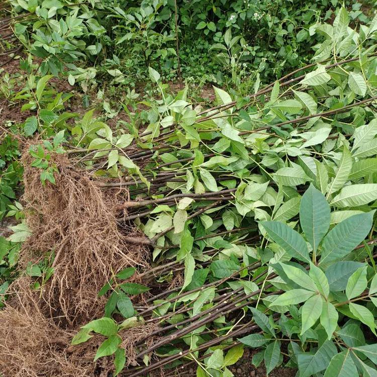 农户价格吴茱萸苗佳沃农业批发种植基地中花吴茱萸苗