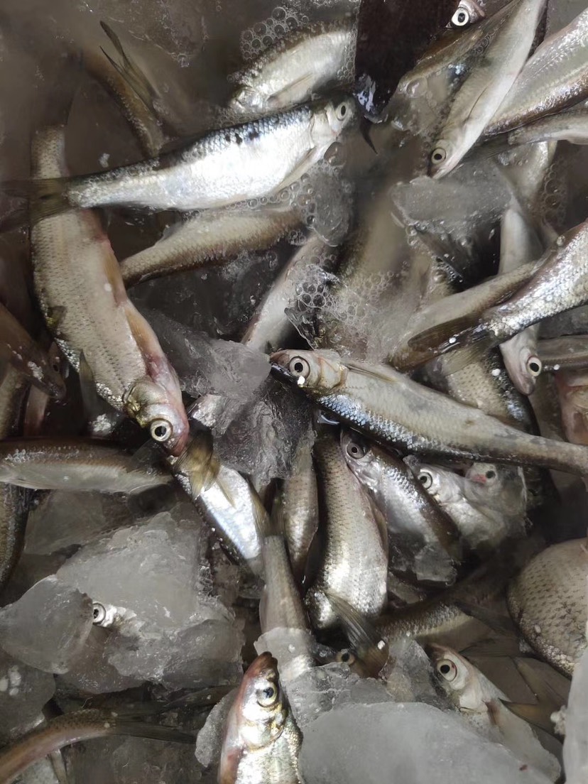 手工开膛白条餐条鱼经销商冻板白条麦穗批发开肚白条白肖鱼价