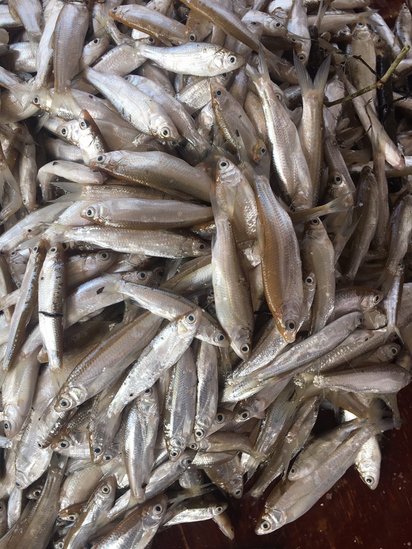 手工开膛白条餐条鱼经销商冻板白条麦穗批发开肚白条白肖鱼价