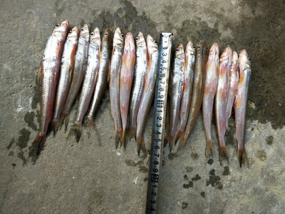 黑龙江棍子鱼销售专卖棍子鱼大量收购棍子鱼市场价