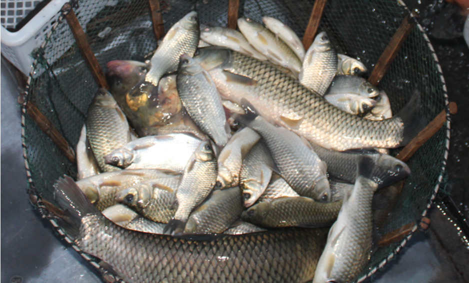 东北整个河道穿行在中国的完达山脉和俄罗斯的锡霍特山脉之间广阔的