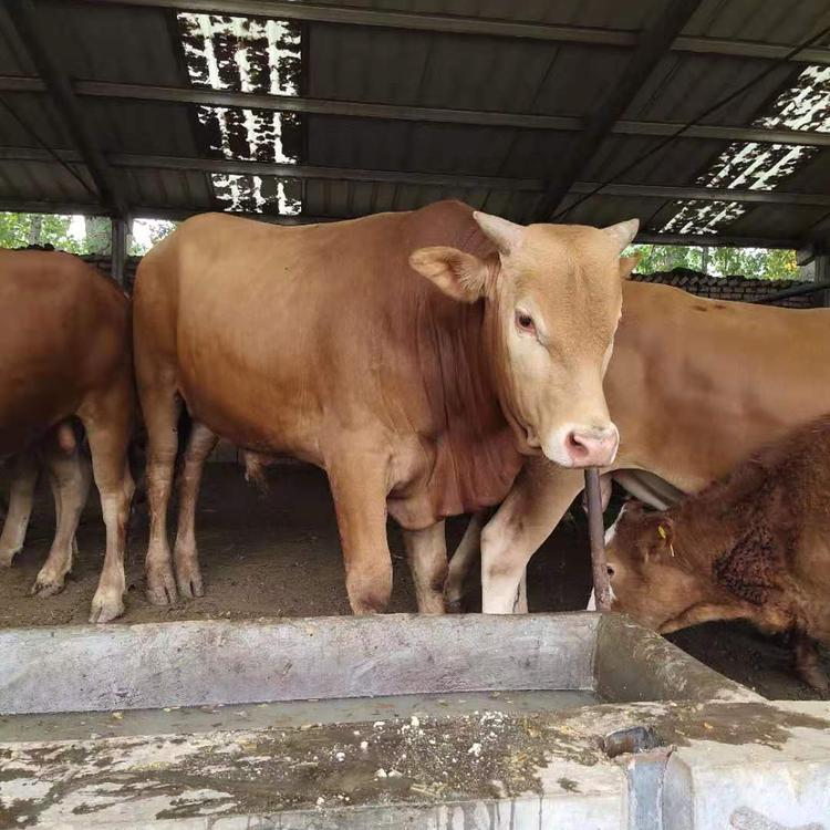 自家養殖出售改良黃牛犢魯西黃牛母牛魯西黃牛肉牛犢