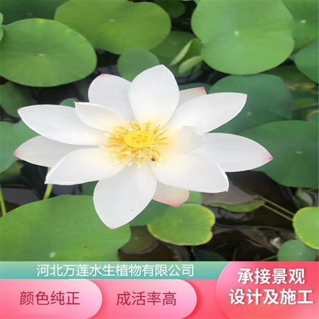 耐寒荷花苗荷花藕苗价格荷荷花藕苗价格