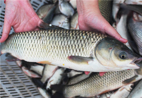青根鱼批发 青根鱼厂家直销 东北青根鱼供应商
