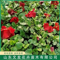WF-三色堇育苗基地 大量出售三色堇种苗 文发花卉