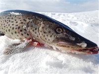 5斤大狗有批发价格，5斤多黑斑狗鱼批发，5斤以上黑斑狗鱼批发