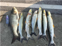 40多斤鳡鱼批发价格 40斤鳡鱼多钱一斤 40斤鳡鱼销售公司