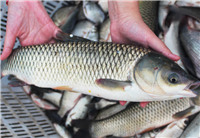 吉林产地批发草根鱼 吉林草鱼批发零售 吉林草鱼厂家直销
