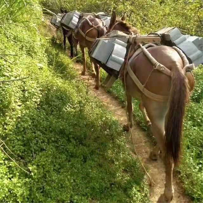 商洛市馬隊運輸 水泥馬幫運輸