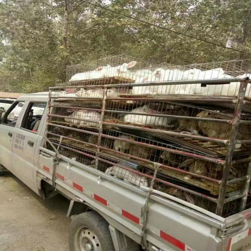 包教技术包回收的养兔场