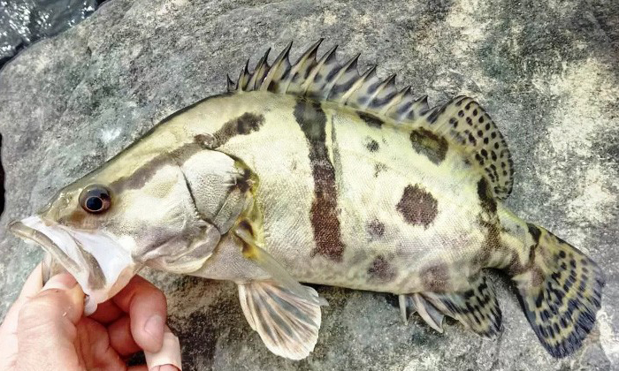 冰鲜鳌花鱼桂鱼批发新鲜鳌花鱼鳜鱼养殖冷冻新鲜鳌花鱼专卖