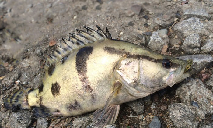 冰鲜鳌花鱼桂鱼批发新鲜鳌花鱼鳜鱼养殖冷冻新鲜鳌花鱼专卖
