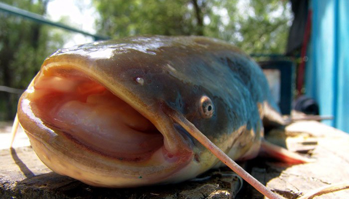 怀头鲶鱼批发零售怀头鲶鱼厂家直销怀头鲶鱼产地价格