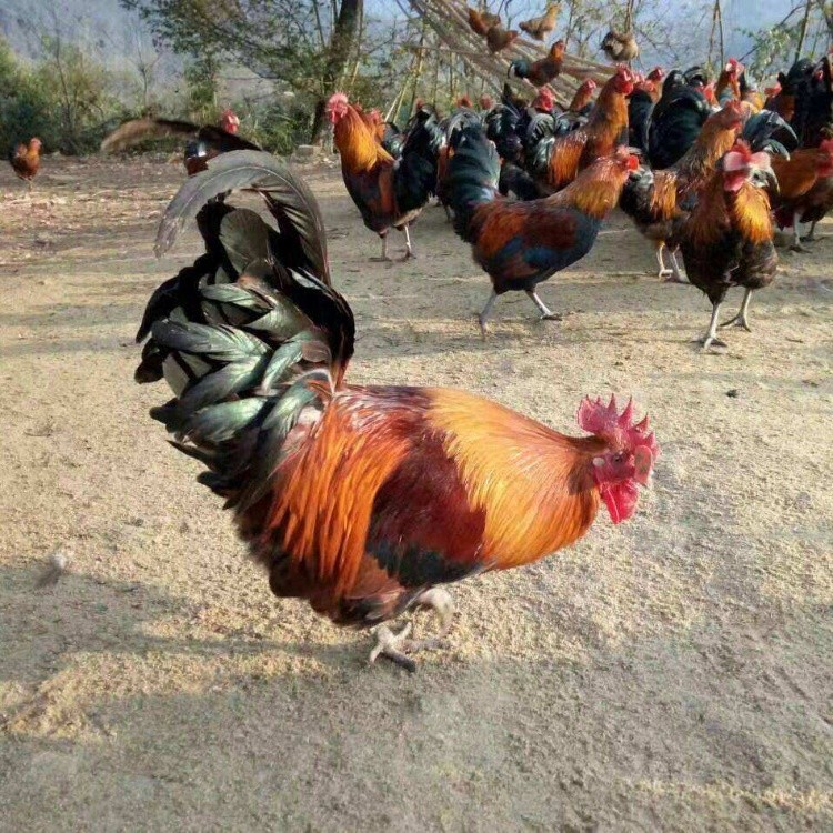 贵州土鸡苗批发市场 贵阳土鸡苗价格 安顺黑瑶鸡苗 遵义红瑶鸡苗