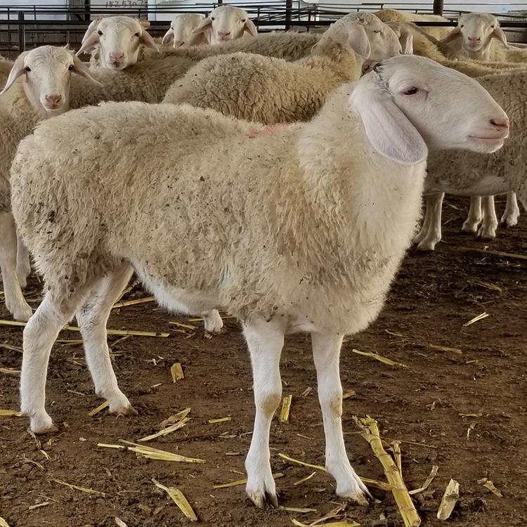 小尾寒羊羊羔批发 高质量肉羊养殖小尾寒羊 适应性广