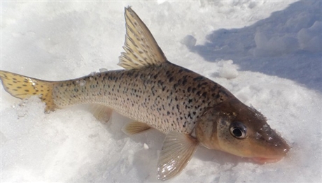 15-30斤大青鱼产地批发 20-40斤大青鱼批发价格