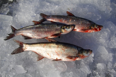 首頁 食品飲料 鮮活水產品 魚類 東北船丁魚多錢一