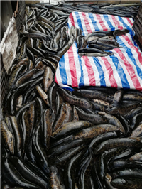 成品黑鱼批发零售 黑鱼产地供应商 黑鱼批发市场价格