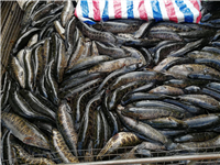 大量供应商黑鱼 鲜活黑鱼产地批发 新鲜黑鱼养殖基地