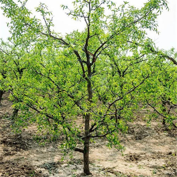 龙须枣树龙须枣树苗龙枣树龙枣树苗基地直发价格优惠