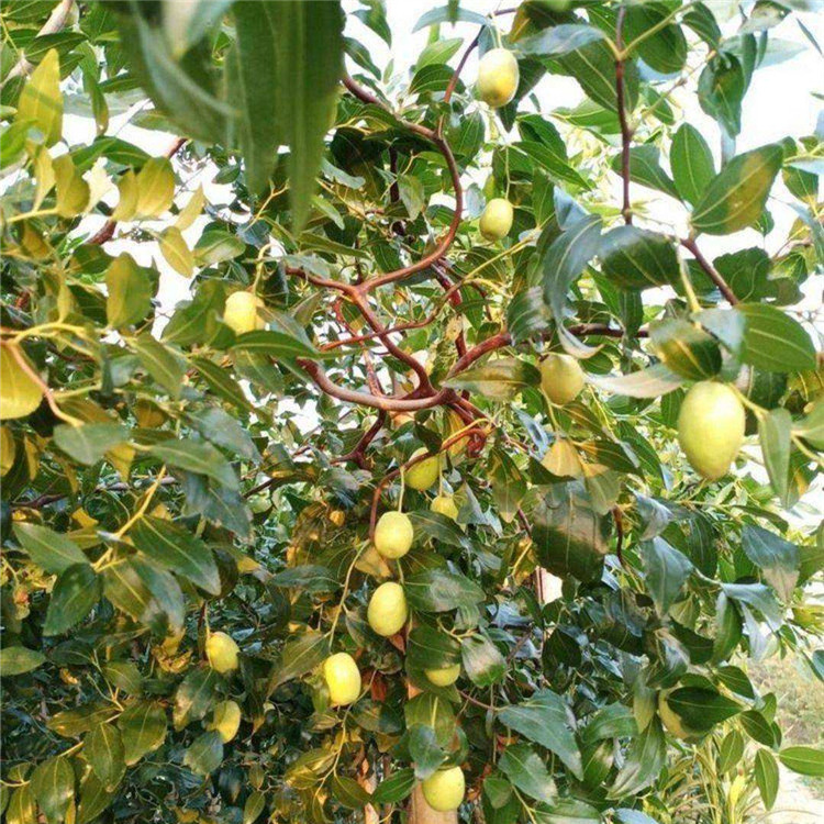 龙枣树龙枣树苗批发价格龙枣树苗批发龙须枣树种植技术