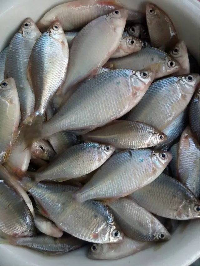 长期出售葫芦子鱼鳑鲏鱼批发葫芦子鱼批发价格