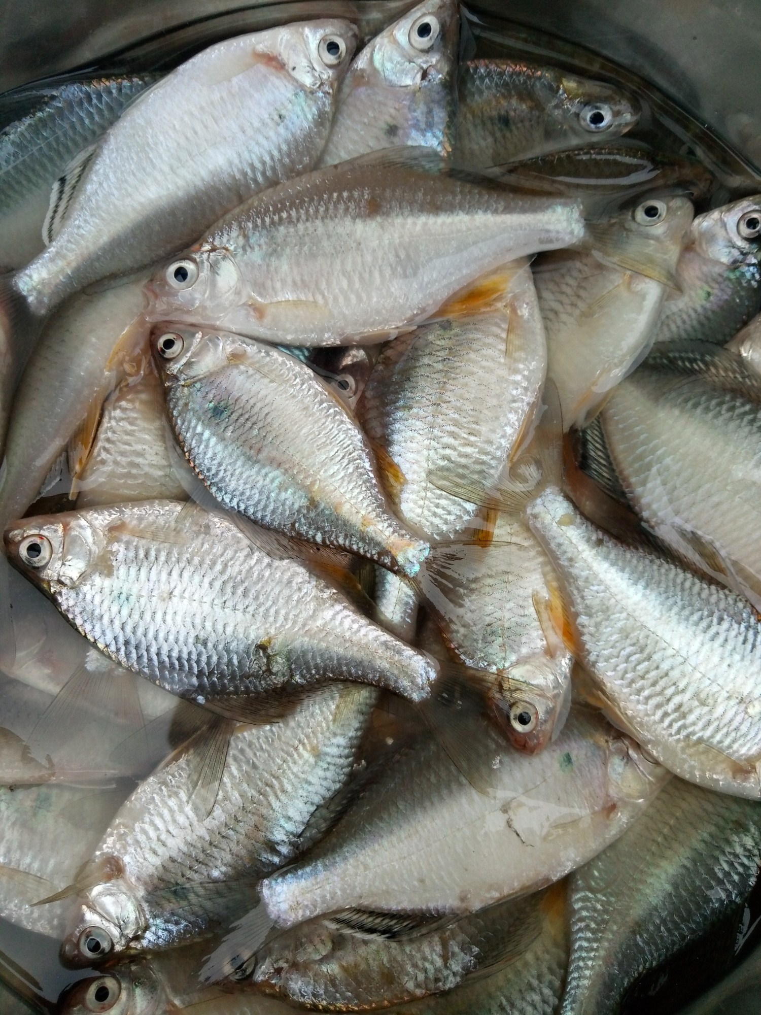 长期出售葫芦子鱼鳑鲏鱼批发葫芦子鱼批发价格